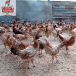 Ayam elba kampung petelur super di Mulyorejo, Surabaya