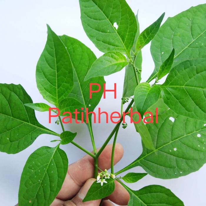 Daun penggemuk ayam di Wolomeze, Ngada