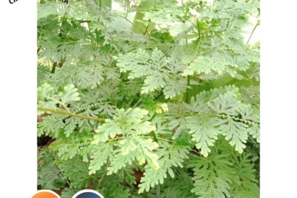 Daun penggemuk ayam di Cakranegara, Kota Mataram