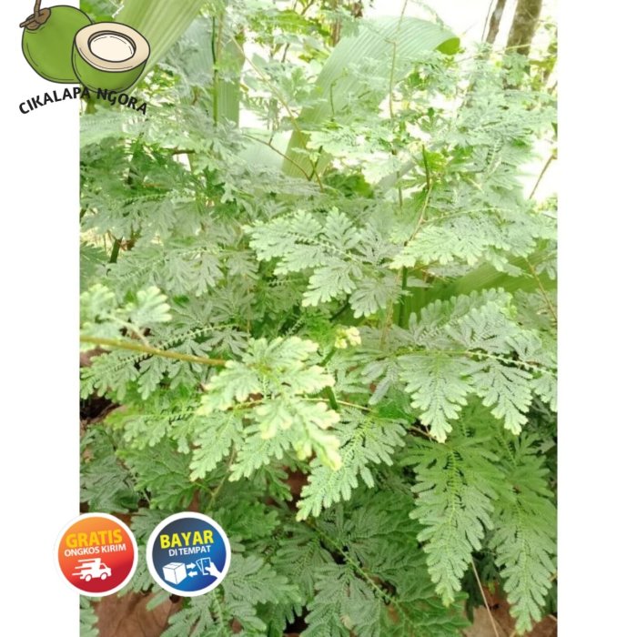 DAUN CAKAR AYAM 25 BATANG. !?????(( | Lazada Indonesia Daun penggemuk ayam di Cakranegara, Kota Mataram