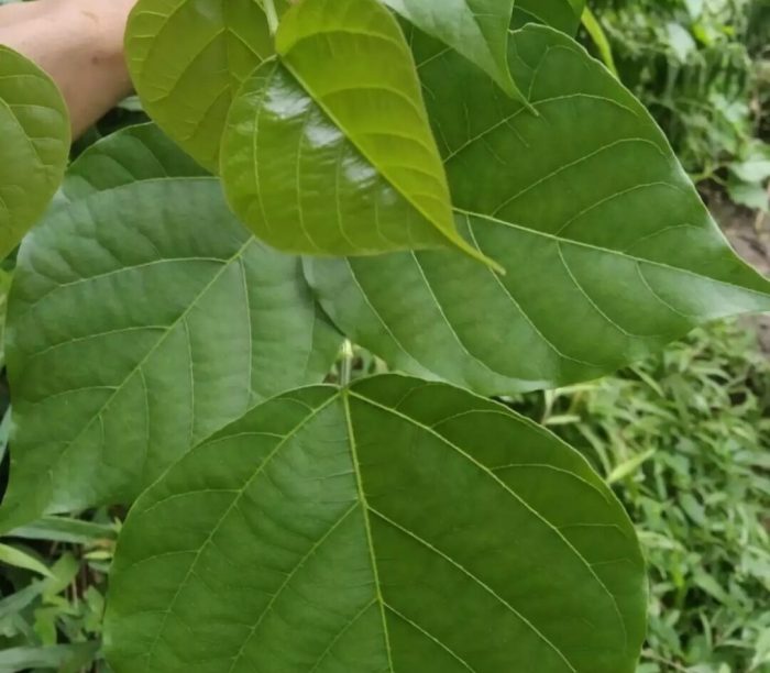 Daun penggemuk ayam di Marikit, Katingan
