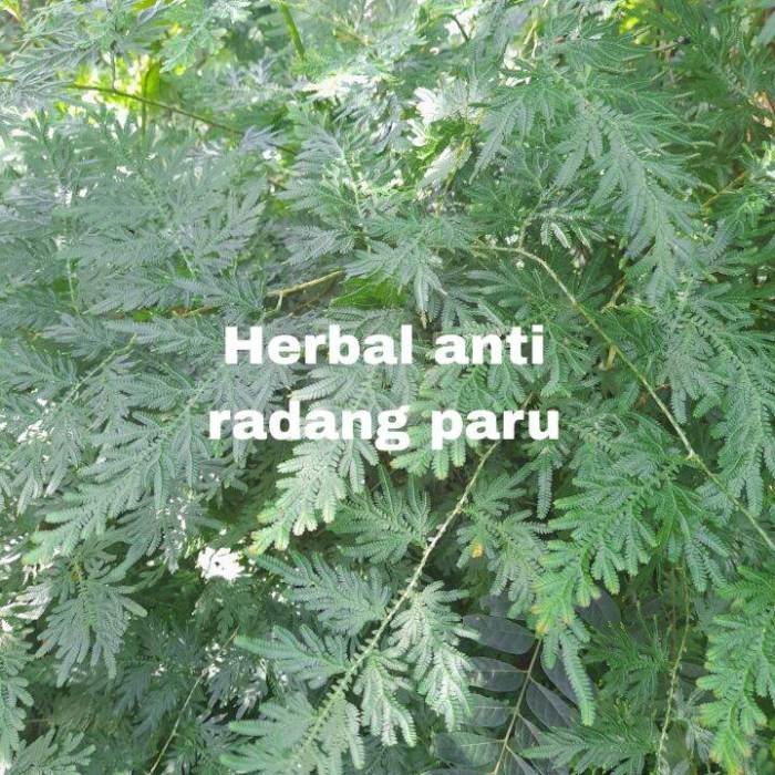 Daun penggemuk ayam di Pantar Barat, Alor