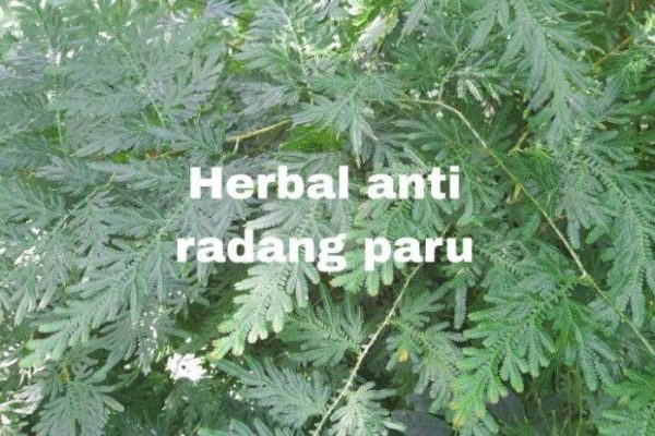 HERBAL DAUN CAKAR AYAM HERBAL ALAMI ANTI RADANG PARU MEMBATU MENGATASI ...