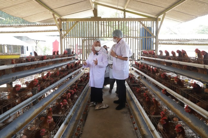 Ayam petelur jantan di Sungai Rumbai, Kabupaten Dharmasraya