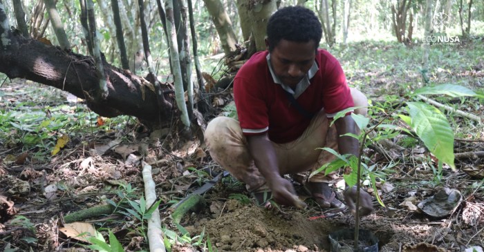 Sekolah Kampung Distrik Momi Waren dan Neney, Kabupaten Manokwari ... Daun penggemuk ayam di Momi Waren, Kab. Manokwari Selatan