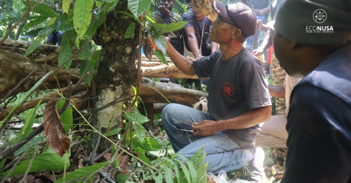 Sekolah Kampung Distrik Momi Waren dan Neney, Kabupaten Manokwari ... Daun penggemuk ayam di Neney, Kab. Manokwari Selatan