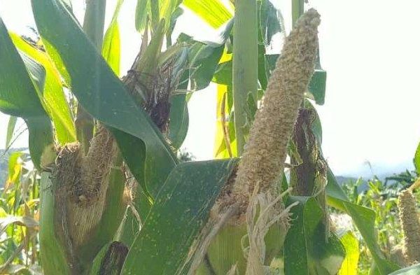 Daun penggemuk ayam di Talibura, Sikka