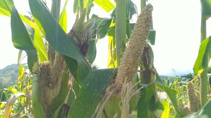 Lakalantas di Talibura Sikka, Keluarga Korban Jemput Jenazah Pakai ... Daun penggemuk ayam di Talibura, Sikka