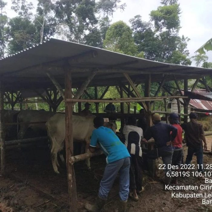 TINGKATKAN POPULASI TERNAK DISNAKESWAN LAKSANAKAN SINKRONISASI ESTRUS ... Daun penggemuk ayam di Cirinten, Kab. Lebak