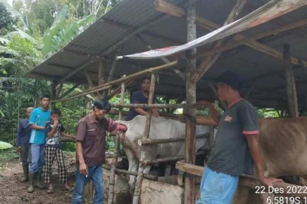 TINGKATKAN POPULASI TERNAK DISNAKESWAN LAKSANAKAN SINKRONISASI ESTRUS ...