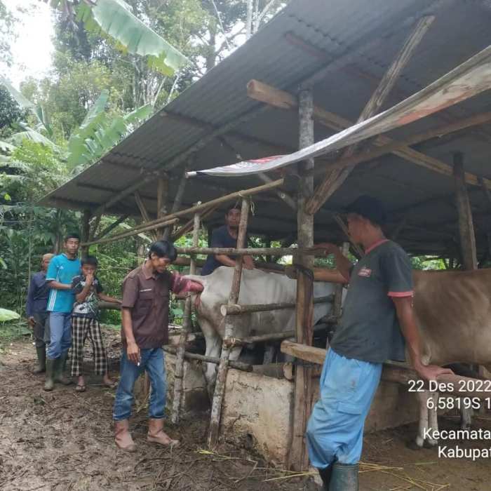 TINGKATKAN POPULASI TERNAK DISNAKESWAN LAKSANAKAN SINKRONISASI ESTRUS ... TINGKATKAN POPULASI TERNAK DISNAKESWAN LAKSANAKAN SINKRONISASI ESTRUS ...