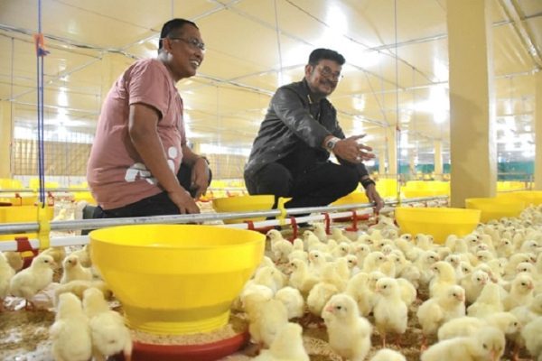 Budidaya ternak ayam di Salaman, Magelang