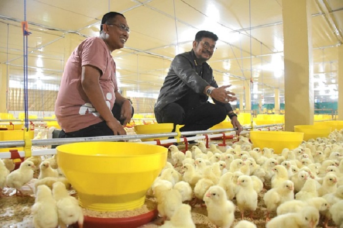 Potensi Besar Gowa di Sektor Peternakan, Manuju Jadi Kecamatan ... Ayam ternak di Siberut Selatan, Kabupaten Kepulauan Mentawai