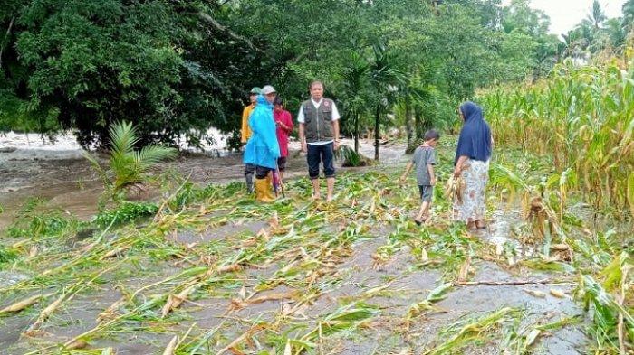 Belasan Hektare Lahan Pertanian di Solok Selatan Terendam Banjir Akibat ... Belasan Hektare Lahan Pertanian di Solok Selatan Terendam Banjir Akibat ...