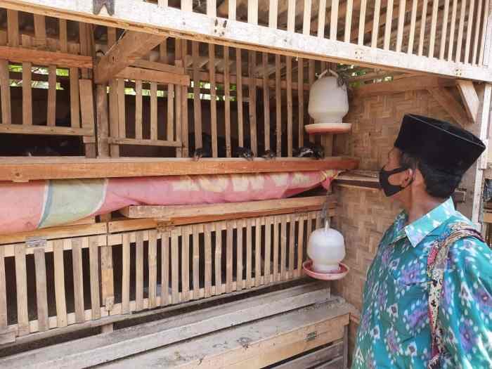 Beberapa kiat sukses beternak ayam kampung skala rumahan - YouTube