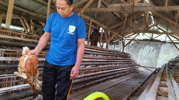Ribuan Ayam Petelur di Purwakarta Mati karena Cuaca Panas, Peternak ...
