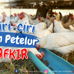 Mengenali Ciri-ciri Ayam Petelur yang Afkir - PT ANSELL JAYA INDONESIA