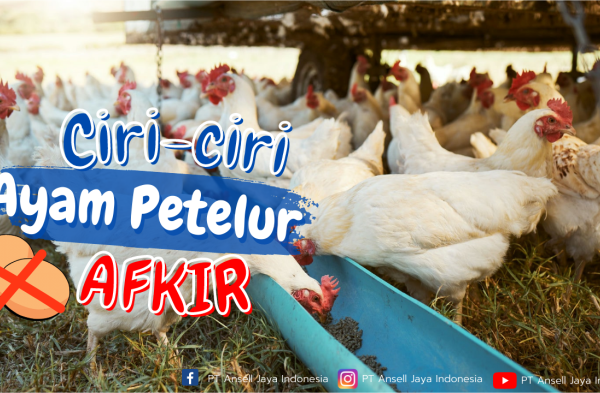 Ayam afkir di Cigalontang, Tasikmalaya