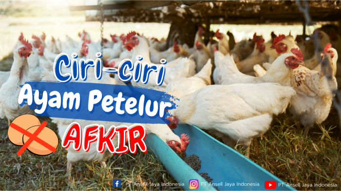 Mengenali Ciri-ciri Ayam Petelur yang Afkir - PT ANSELL JAYA INDONESIA