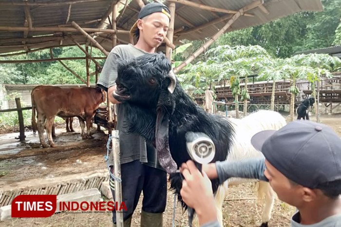 Daging kambing di Mojoagung, Jombang