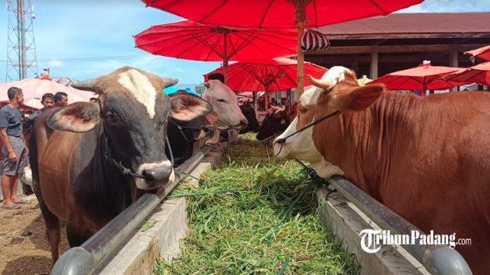 ternak ayam kalimantan - YouTube Ayam ternak di Bukit Sundi, Kabupaten Solok