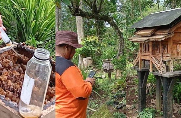 Budidaya Lebah Madu Klenceng di Gisting Tanggamus Panen Tiap Bulan ...