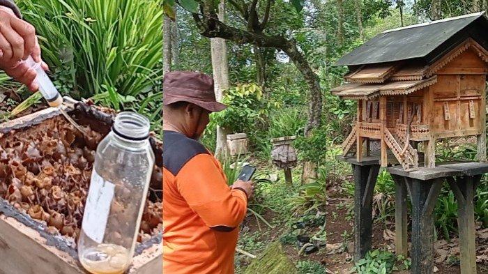 Budidaya Lebah Madu Klenceng di Gisting Tanggamus Panen Tiap Bulan ...