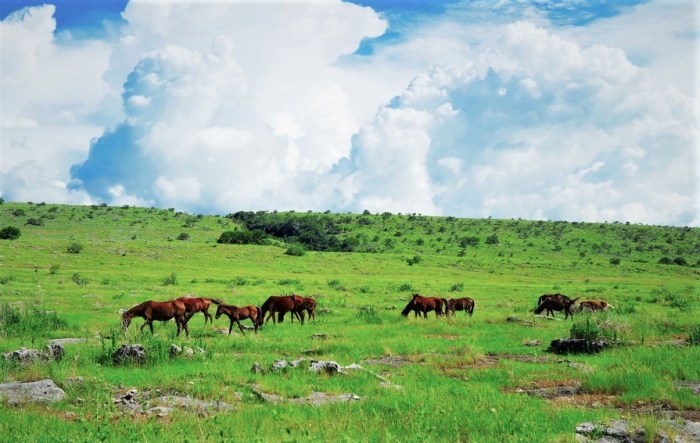 Daun penggemuk ayam di Kambera, Sumba Timur