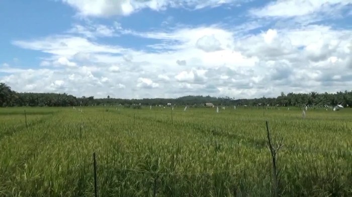Dukcapil Sarolangun Raih Juara III Stand Pameran Terbaik di HUT ke-25 ... Ayam layer di Sarolangun, Kabupaten Sarolangun