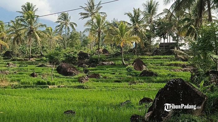 10 Cara Beternak Ayam yang Mudah, Ketahui Kelebihan dan Kekurangannya ... 10 Cara Beternak Ayam yang Mudah, Ketahui Kelebihan dan Kekurangannya ...