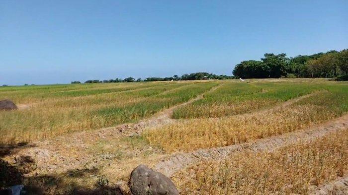 Daun penggemuk ayam di Gantarang, Bulukumba