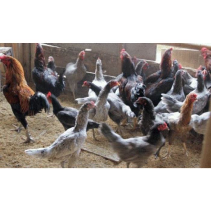 Stabilitas Harga Telur dan Daging Ayam di Pasar Tebet Timur Jakarta Ayam layer di Tebo Tengah, Kabupaten Tebo