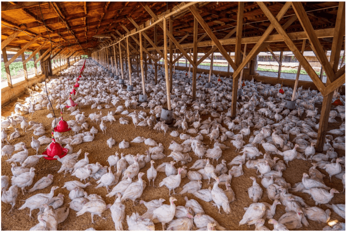 Rahasia Ternak Ayam Sehat dan Halal untuk Pasokan Rumah Potong Ayam ... Ayam Ternak di Lahusa, Nias Selatan