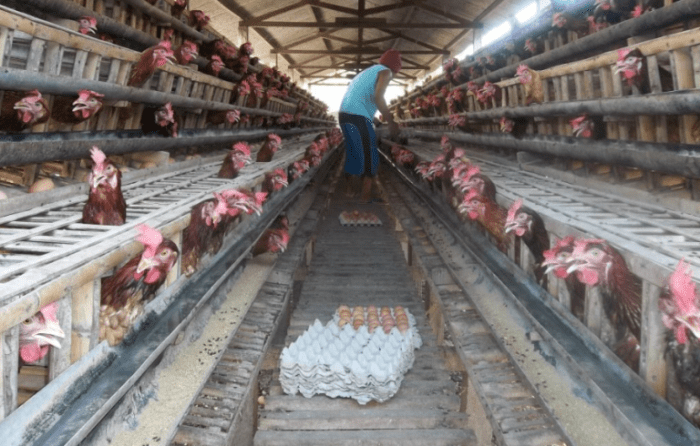 Pakan Ayam Petelur Biar Cepat Bertelur : Jenis, Keperluan Gizi, Hingga ... Pakan Ayam Petelur Biar Cepat Bertelur : Jenis, Keperluan Gizi, Hingga ...