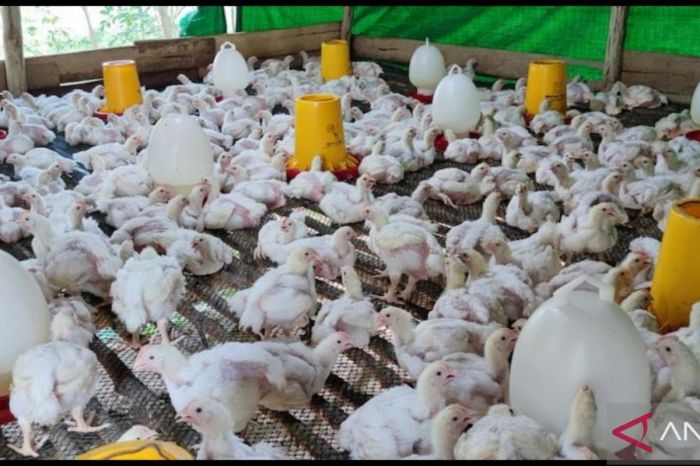 Jadi Mitra Binaan PT Timah Tbk, Usaha Ternak Ayam Potong Iyan Wahyudi ...