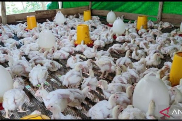 Budidaya ternak ayam di Mirit, Kebumen