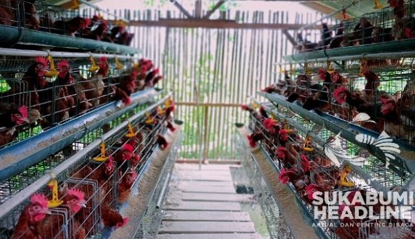 Ayam petelur jantan di Kubung, Kabupaten Solok