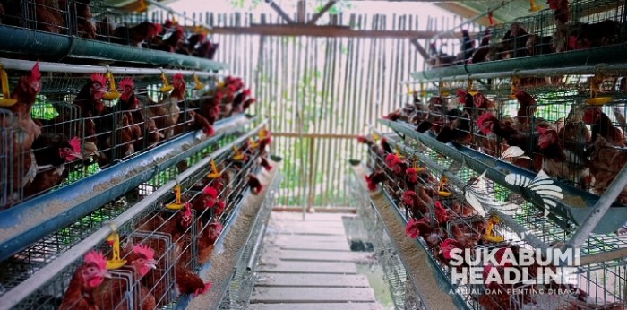 Ayam petelur jantan di Kubung, Kabupaten Solok