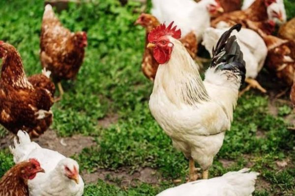 Ayam Ternak di Aek Ledong, Asahan