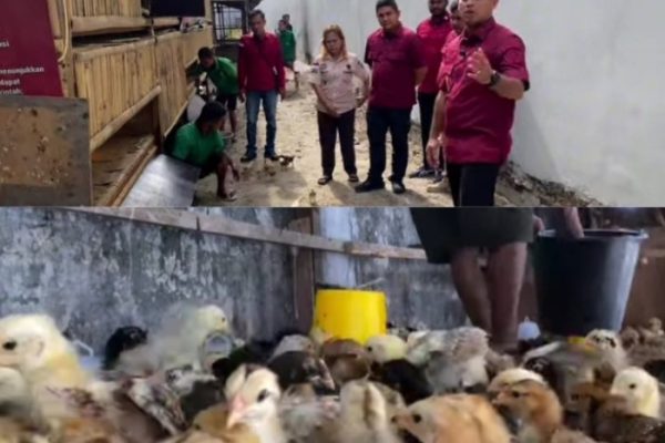 Budidaya ayam di Lubuk Begalung, Kota Padang