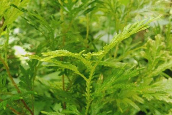 Daun penggemuk ayam di Toari, Kolaka