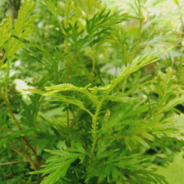 Daun penggemuk ayam di Toari, Kolaka