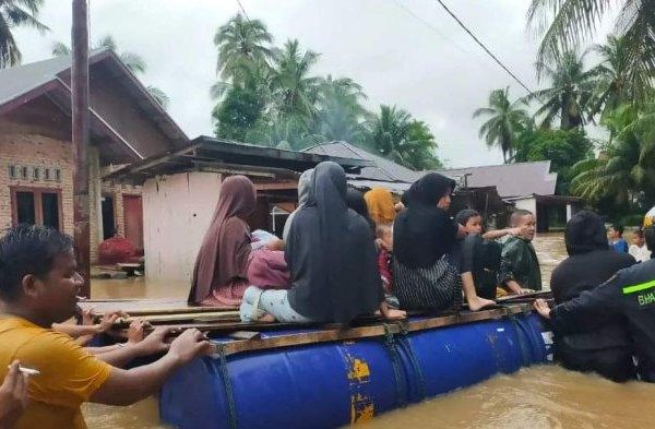 Ini 3 Jenis Pakan Ayam Petelur Terbaik, Agar Hasil Produksi Melimpah
