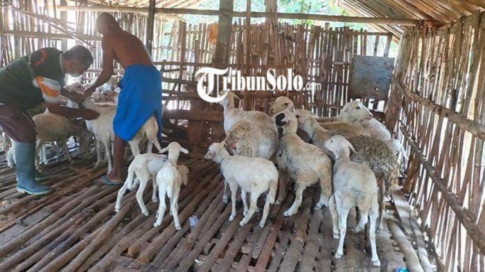 Daging kambing di Jenar, Sragen