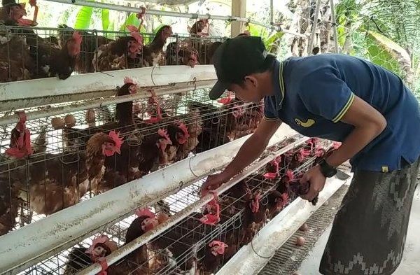 Peternakan ayam kampung di Comal, Pemalang