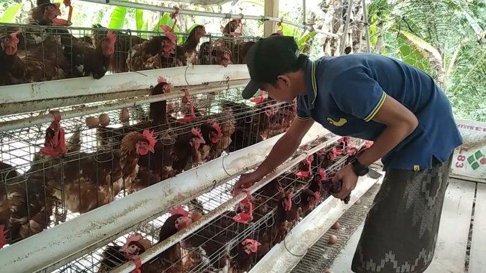 Menengok Peternakan Ayam Petelur di Bogor Barat, Ada Kolam Ikan - YouTube Peternakan ayam kampung di Comal, Pemalang