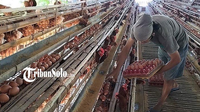 Ayam layer di Pelepat Ilir, Kabupaten Bungo