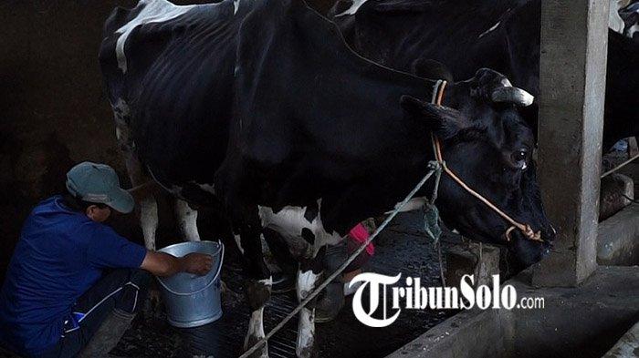 Susu kambing di Andong, Boyolali