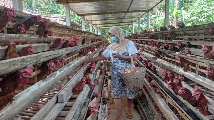 Ayam ternak di Bojong, Pekalongan