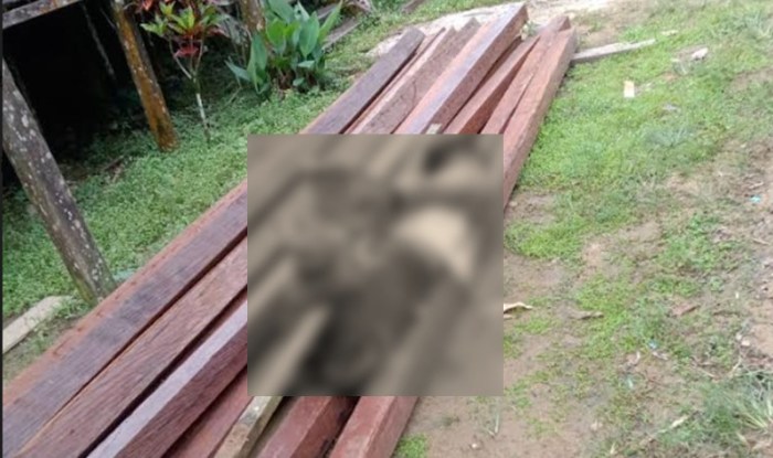 Daun penggemuk ayam di Petak Malai, Katingan